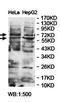 Zinc Finger Protein 276 antibody, orb78385, Biorbyt, Western Blot image 