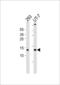 Single Stranded DNA Binding Protein 1 antibody, PA5-49560, Invitrogen Antibodies, Western Blot image 