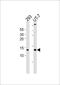 Single Stranded DNA Binding Protein 1 antibody, PA5-49560, Invitrogen Antibodies, Western Blot image 