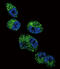 Cytochrome P450 Family 4 Subfamily A Member 11 antibody, abx033743, Abbexa, Immunocytochemistry image 