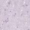 Galactose Mutarotase antibody, PA5-57284, Invitrogen Antibodies, Immunohistochemistry frozen image 