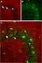 Sodium Voltage-Gated Channel Alpha Subunit 2 antibody, GTX54797, GeneTex, Immunohistochemistry frozen image 
