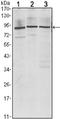 Insulin Like Growth Factor 2 MRNA Binding Protein 3 antibody, NBP1-51674, Novus Biologicals, Western Blot image 