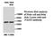 Peptidyl Arginine Deiminase 3 antibody, MBS416370, MyBioSource, Western Blot image 