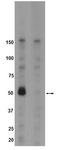 Protein Tyrosine Kinase 6 antibody, LS-C152797, Lifespan Biosciences, Western Blot image 