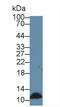 Diazepam Binding Inhibitor, Acyl-CoA Binding Protein antibody, LS-C299619, Lifespan Biosciences, Western Blot image 