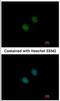 Lysine Acetyltransferase 2A antibody, NBP2-17017, Novus Biologicals, Immunocytochemistry image 