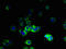 Vomeronasal 1 Receptor 2 antibody, LS-C397616, Lifespan Biosciences, Immunofluorescence image 