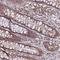 G1 To S Phase Transition 2 antibody, NBP1-91971, Novus Biologicals, Immunohistochemistry paraffin image 