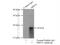 Signal Recognition Particle 14 antibody, 11528-1-AP, Proteintech Group, Immunoprecipitation image 