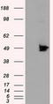 MTOR Associated Protein, Eak-7 Homolog antibody, LS-C175771, Lifespan Biosciences, Western Blot image 