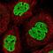 CART Prepropeptide antibody, NBP1-91749, Novus Biologicals, Immunofluorescence image 