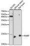 RAB Interacting Factor antibody, A15090, ABclonal Technology, Western Blot image 