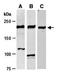 Tet Methylcytosine Dioxygenase 2 antibody, orb67234, Biorbyt, Western Blot image 