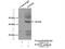 WW Domain Containing Oxidoreductase antibody, 15299-1-AP, Proteintech Group, Immunoprecipitation image 