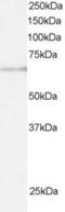 Ariadne RBR E3 Ubiquitin Protein Ligase 1 antibody, EB05812, Everest Biotech, Western Blot image 