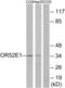 Olfactory Receptor Family 52 Subfamily E Member 1 (Gene/Pseudogene) antibody, abx015377, Abbexa, Western Blot image 