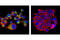 G Protein-Coupled Receptor Class C Group 5 Member A antibody, 5657S, Cell Signaling Technology, Immunofluorescence image 