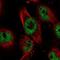 Kiaa0239 antibody, NBP2-55528, Novus Biologicals, Immunocytochemistry image 