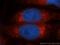 Peroxiredoxin-4 antibody, 10703-1-AP, Proteintech Group, Immunofluorescence image 