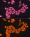 RAP1B, Member Of RAS Oncogene Family antibody, GTX66139, GeneTex, Immunocytochemistry image 