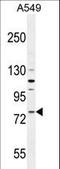 Frizzled Class Receptor 6 antibody, LS-C166298, Lifespan Biosciences, Western Blot image 
