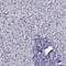 Transmembrane Channel Like 3 antibody, PA5-59201, Invitrogen Antibodies, Immunohistochemistry frozen image 