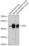 Growth Differentiation Factor 2 antibody, 13-707, ProSci, Western Blot image 