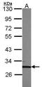 Transcription Factor EC antibody, TA308363, Origene, Western Blot image 