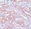 Anaphase Promoting Complex Subunit 5 antibody, NBP1-77154, Novus Biologicals, Immunohistochemistry frozen image 