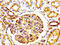 Actin Alpha 1, Skeletal Muscle antibody, CSB-RA001205A0HU, Cusabio, Immunohistochemistry frozen image 