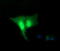 Replication Factor C Subunit 4 antibody, M07702, Boster Biological Technology, Immunofluorescence image 