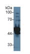 Cell growth-regulating nucleolar protein antibody, MBS2003814, MyBioSource, Western Blot image 