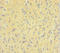 Dynamin 1 antibody, LS-C369549, Lifespan Biosciences, Immunohistochemistry paraffin image 