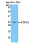 Glypican 4 antibody, LS-C294309, Lifespan Biosciences, Western Blot image 
