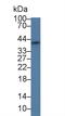 Secreted frizzled-related protein 4 antibody, LS-C299990, Lifespan Biosciences, Western Blot image 