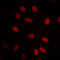 Heat Shock Transcription Factor 1 antibody, LS-C356116, Lifespan Biosciences, Immunofluorescence image 