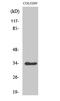 Cyclin Dependent Kinase 2 antibody, STJ90752, St John