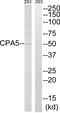 Carboxypeptidase A5 antibody, PA5-39080, Invitrogen Antibodies, Western Blot image 