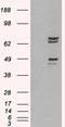 Protein Tyrosine Phosphatase Non-Receptor Type 11 antibody, LS-B4418, Lifespan Biosciences, Western Blot image 