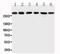 Mucin 5AC, Oligomeric Mucus/Gel-Forming antibody, PA5-79704, Invitrogen Antibodies, Western Blot image 