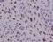 Cyclin D1 antibody, M00149-1, Boster Biological Technology, Immunohistochemistry frozen image 