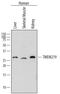 Transmembrane Protein 219 antibody, AF7556, R&D Systems, Western Blot image 