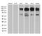 Rho/Rac Guanine Nucleotide Exchange Factor 18 antibody, LS-C795379, Lifespan Biosciences, Western Blot image 