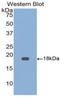 Growth Differentiation Factor 9 antibody, LS-C294358, Lifespan Biosciences, Western Blot image 
