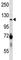Poly(ADP-Ribose) Polymerase 1 antibody, F42881-0.4ML, NSJ Bioreagents, Western Blot image 