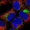 NADH:Ubiquinone Oxidoreductase Subunit A1 antibody, PA5-65049, Invitrogen Antibodies, Immunofluorescence image 