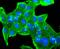 CD3d Molecule antibody, A04405-1, Boster Biological Technology, Immunocytochemistry image 