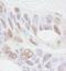 PHB2 antibody, NB100-1807, Novus Biologicals, Immunohistochemistry frozen image 