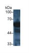 Amylase Alpha 2A (Pancreatic) antibody, LS-C723764, Lifespan Biosciences, Western Blot image 